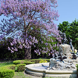 Paulownia